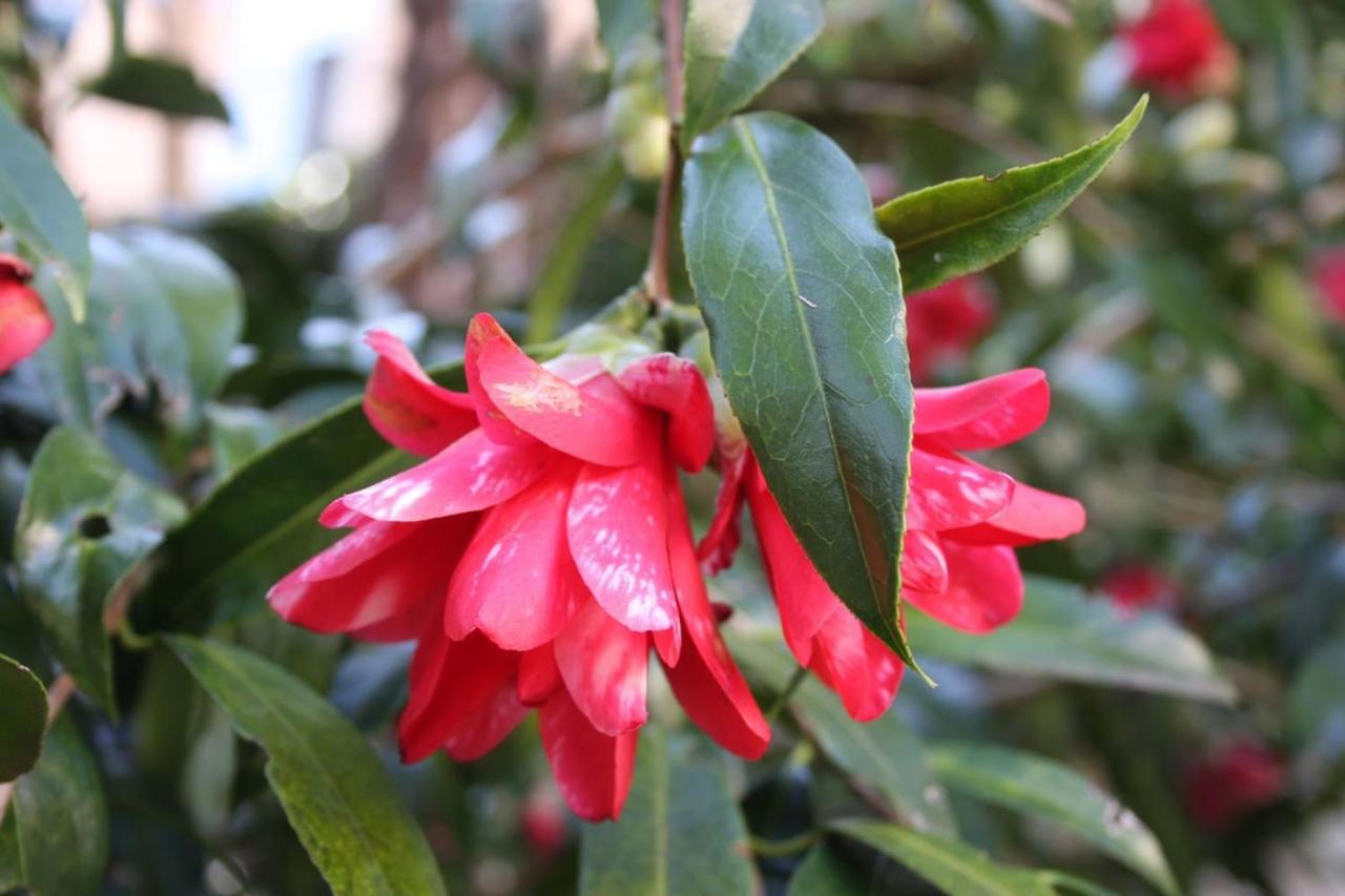 La Camelia D'Oro Daire Oggebio Dış mekan fotoğraf