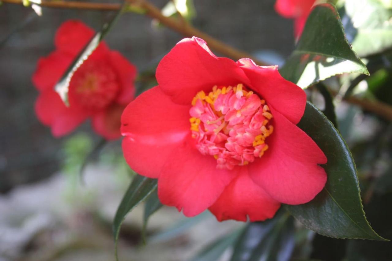 La Camelia D'Oro Daire Oggebio Dış mekan fotoğraf