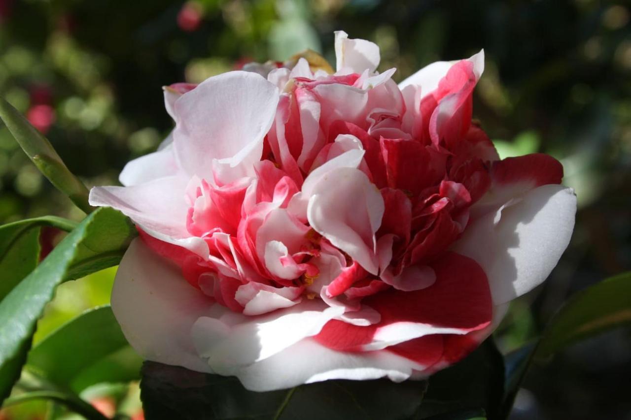 La Camelia D'Oro Daire Oggebio Dış mekan fotoğraf