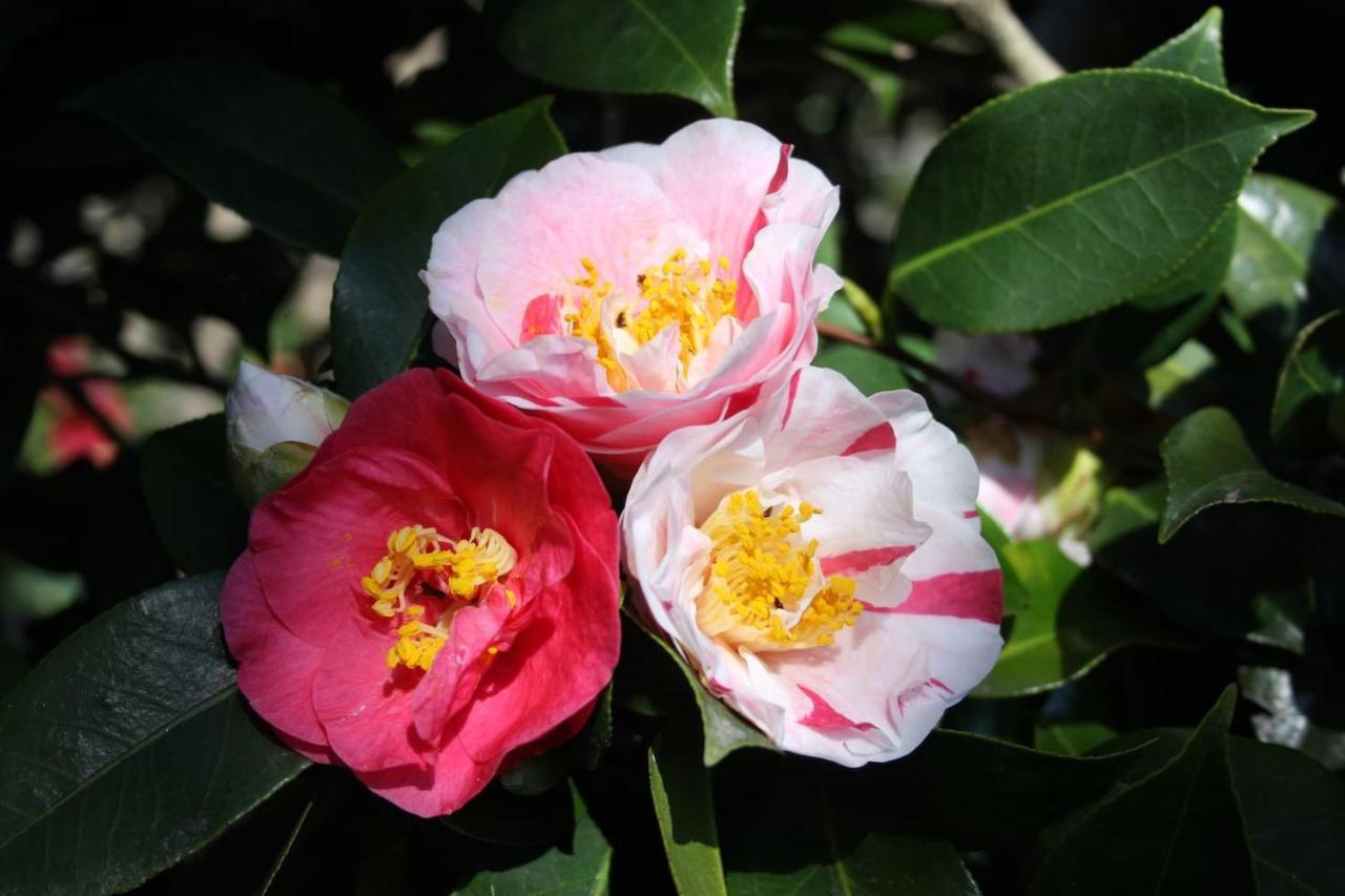La Camelia D'Oro Daire Oggebio Dış mekan fotoğraf