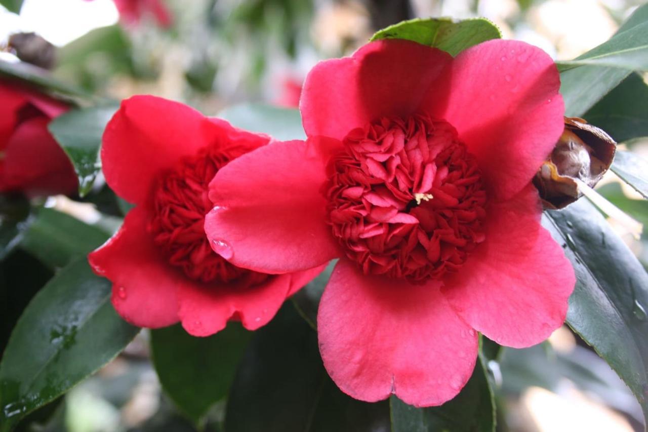 La Camelia D'Oro Daire Oggebio Dış mekan fotoğraf