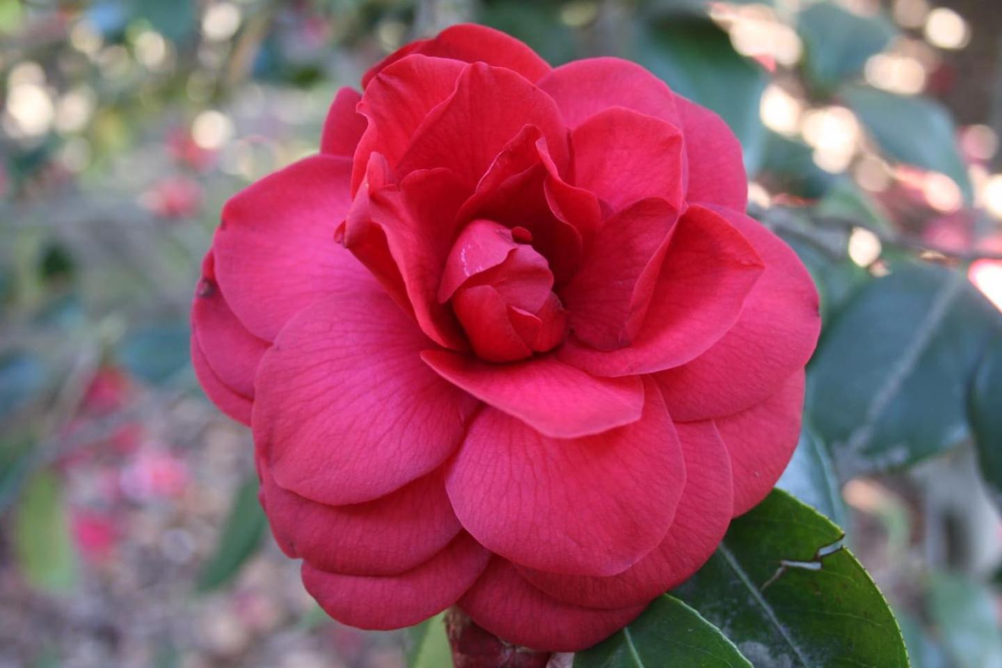 La Camelia D'Oro Daire Oggebio Dış mekan fotoğraf
