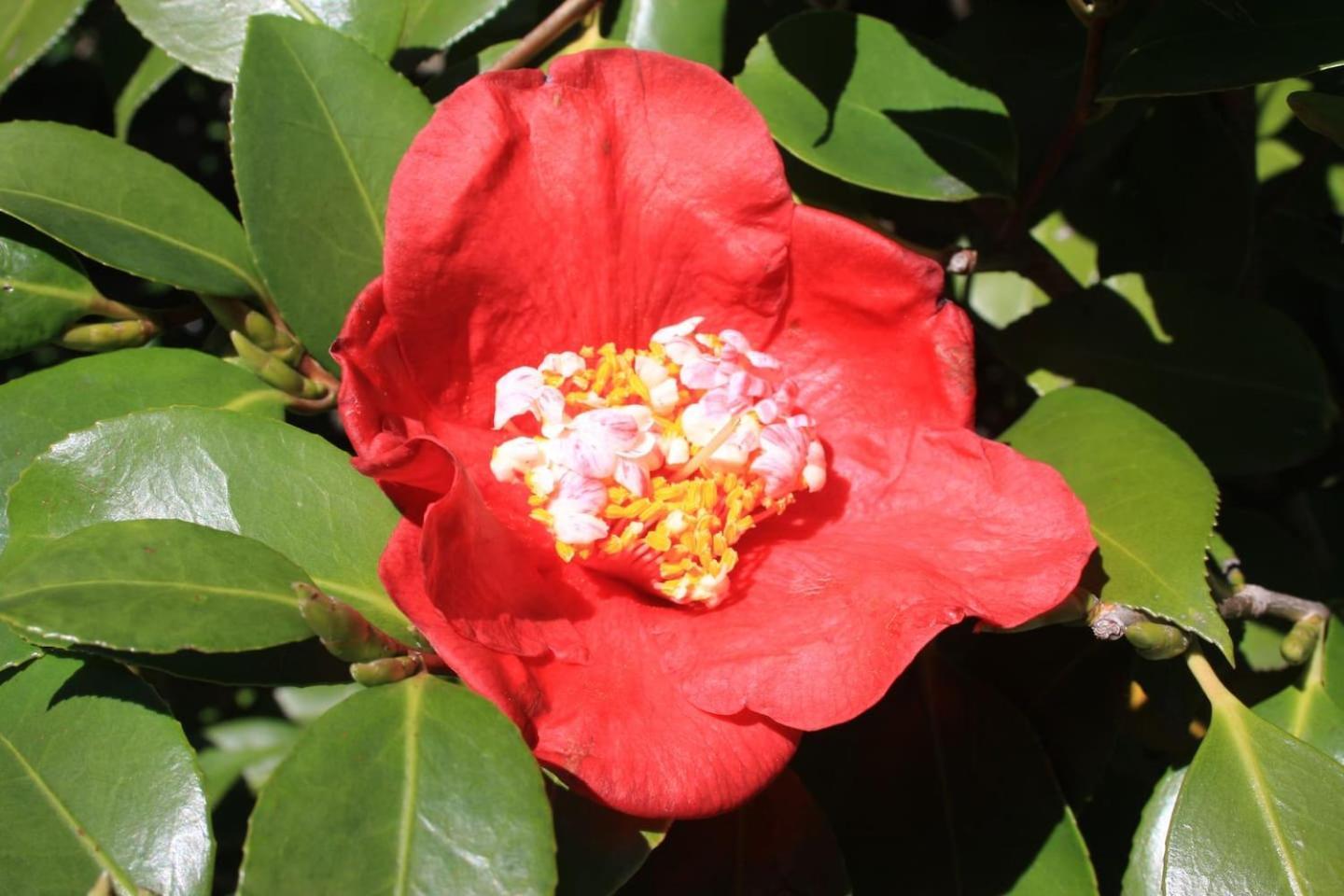 La Camelia D'Oro Daire Oggebio Dış mekan fotoğraf
